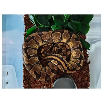 Enchi – Weibchen