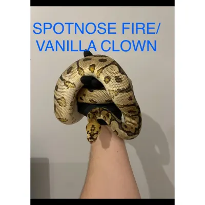 Clown Fire Vanilla Spotnose