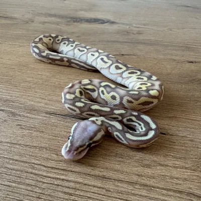 Pastel Banana Lesser
