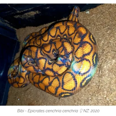 Serpente arcobaleno