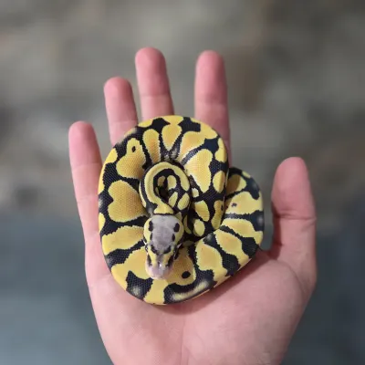 Pastel Desert Ghost Het Clown