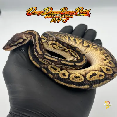 Bongo Pastel poss OD 66% Clown