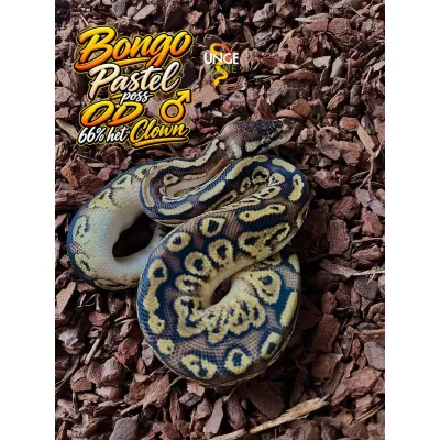 Ball Python