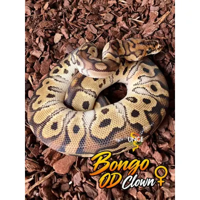 Ball Python