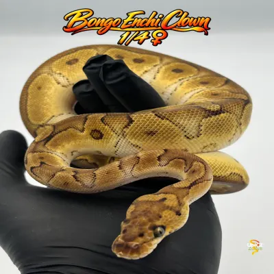 Bongo Enchi Clown
