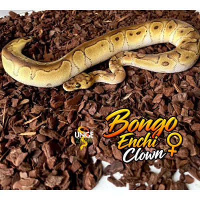 Ball Python