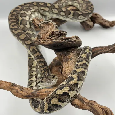 Morelia spilota mcdowelli RED