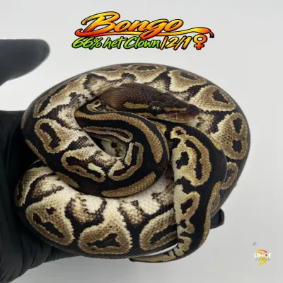 Bongo poss Orange Dream 66% het Clown