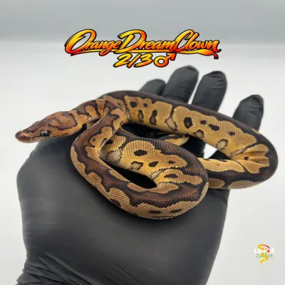Orange Dream Clown
