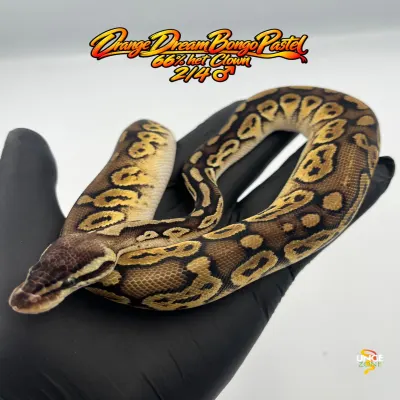Bongo Pastel poss Orange Dream 66% het Clown