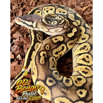 Ball Python