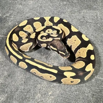 Black Head Desert Ghost