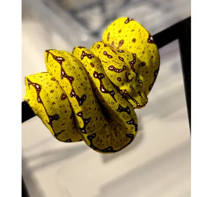 Morelia a. Utharaensis x a. Azurea