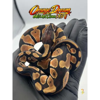 Orange Dream 66% het Clown