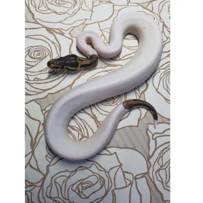 Yellow Belly Leopard Piebald