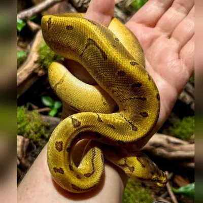 Super Enchi Pinstripe het piebald