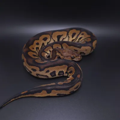 Black Pastel Clown het Desert Ghost