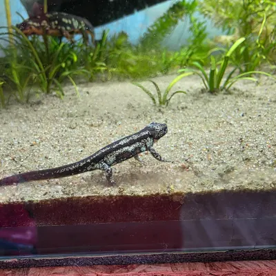 Traszka riukańska Cynops ensicauda popei