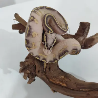 Pastel Yellow Belly Gravel