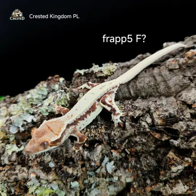 Crested Gecko – Correlophus ciliatus