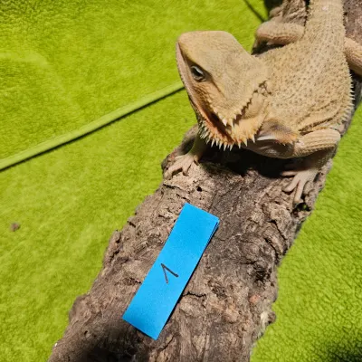 Agama vousatá