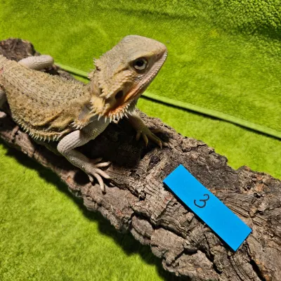 Agama vousatá