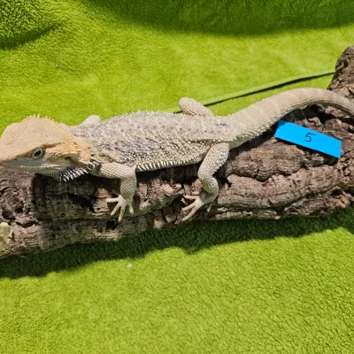 Agama vousatá