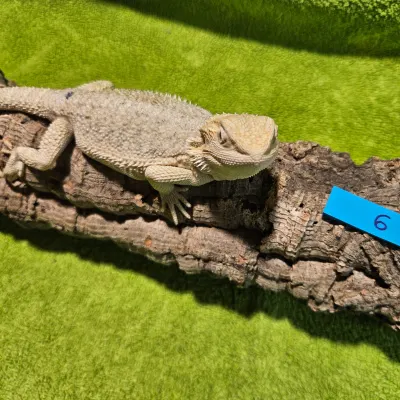Agama vousatá