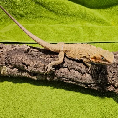 Agama vousatá