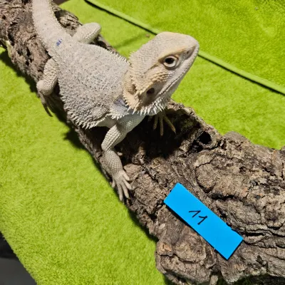 Agama vousatá