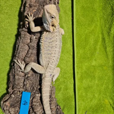 Agama vousatá