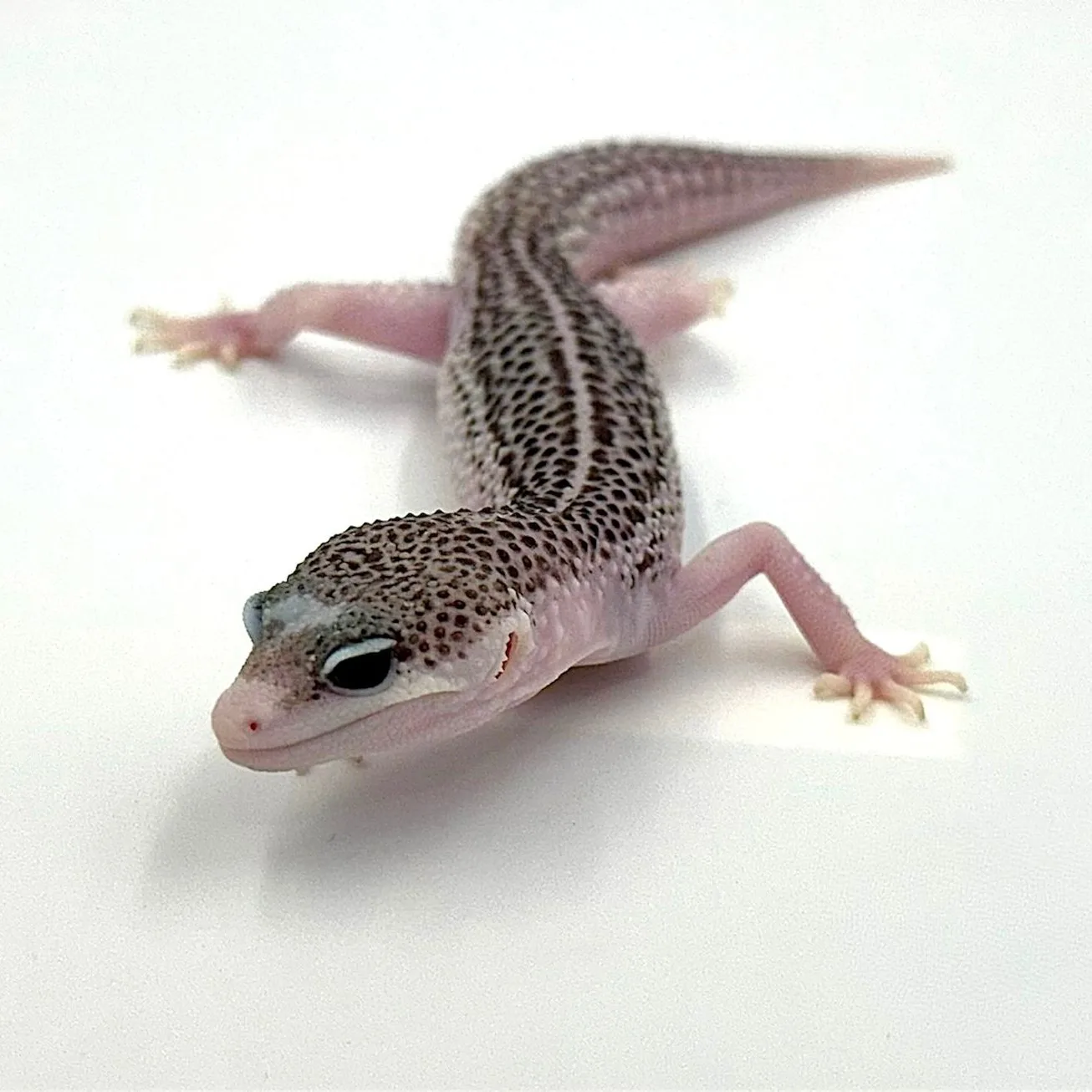 Mack Snow Eclipse – Eublepharis macularius