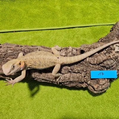 Agama vousatá