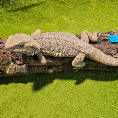 Agama vousatá