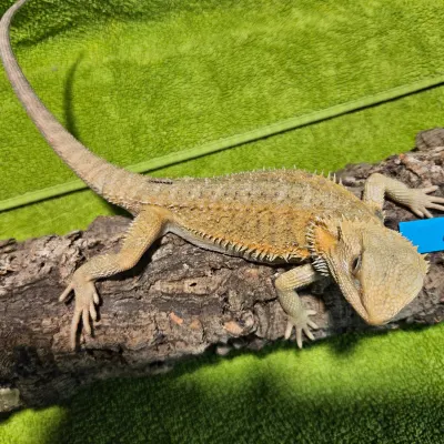Agama vousatá