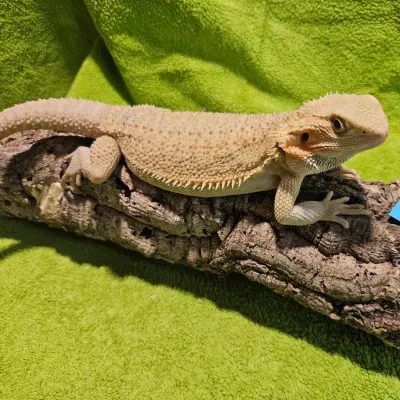 Agama vousatá