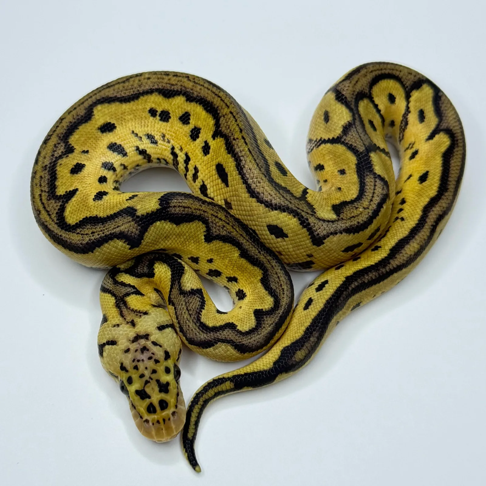 Pastel Yellow Belly Clown Het Monarch poss Leopard