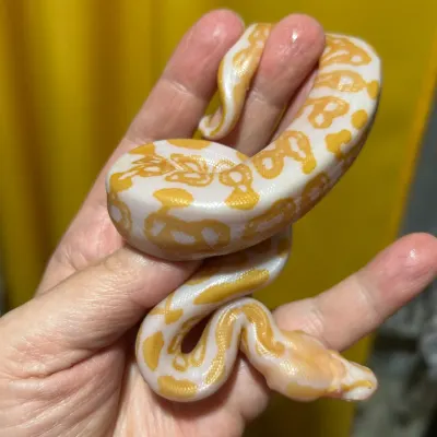 Albino Black pastel