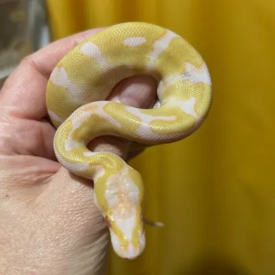 Albino Super  Enchi