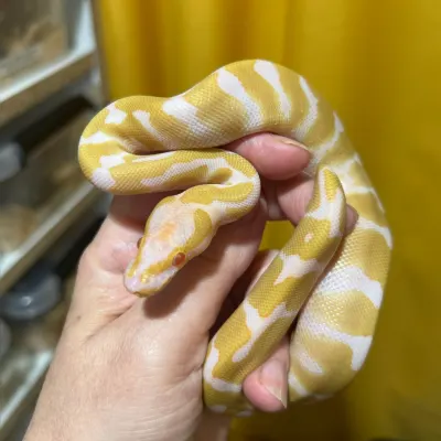 Enchi Albino