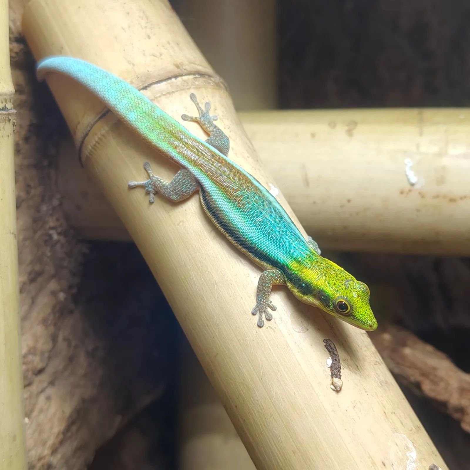 Python regius