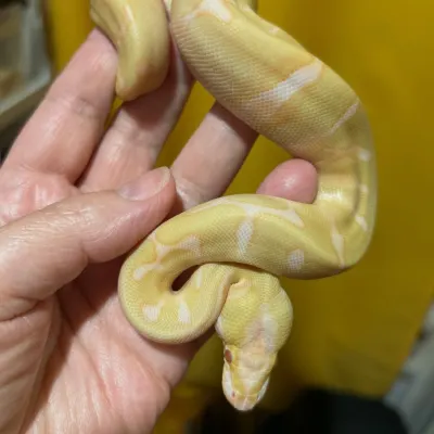 Albino Super Enchi