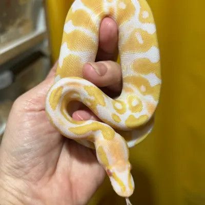 Albino