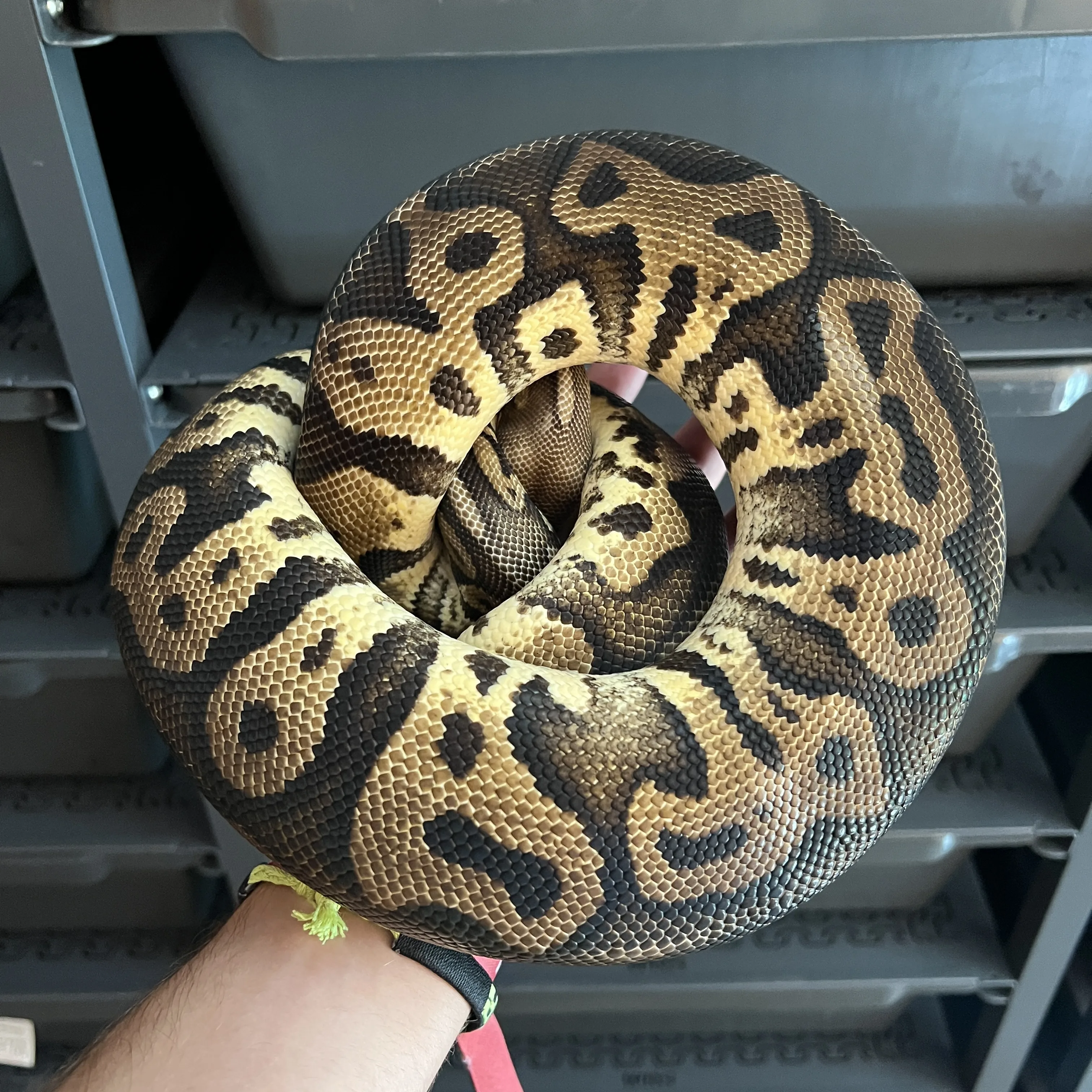 PASTEL LEOPARD 66% Het PIED