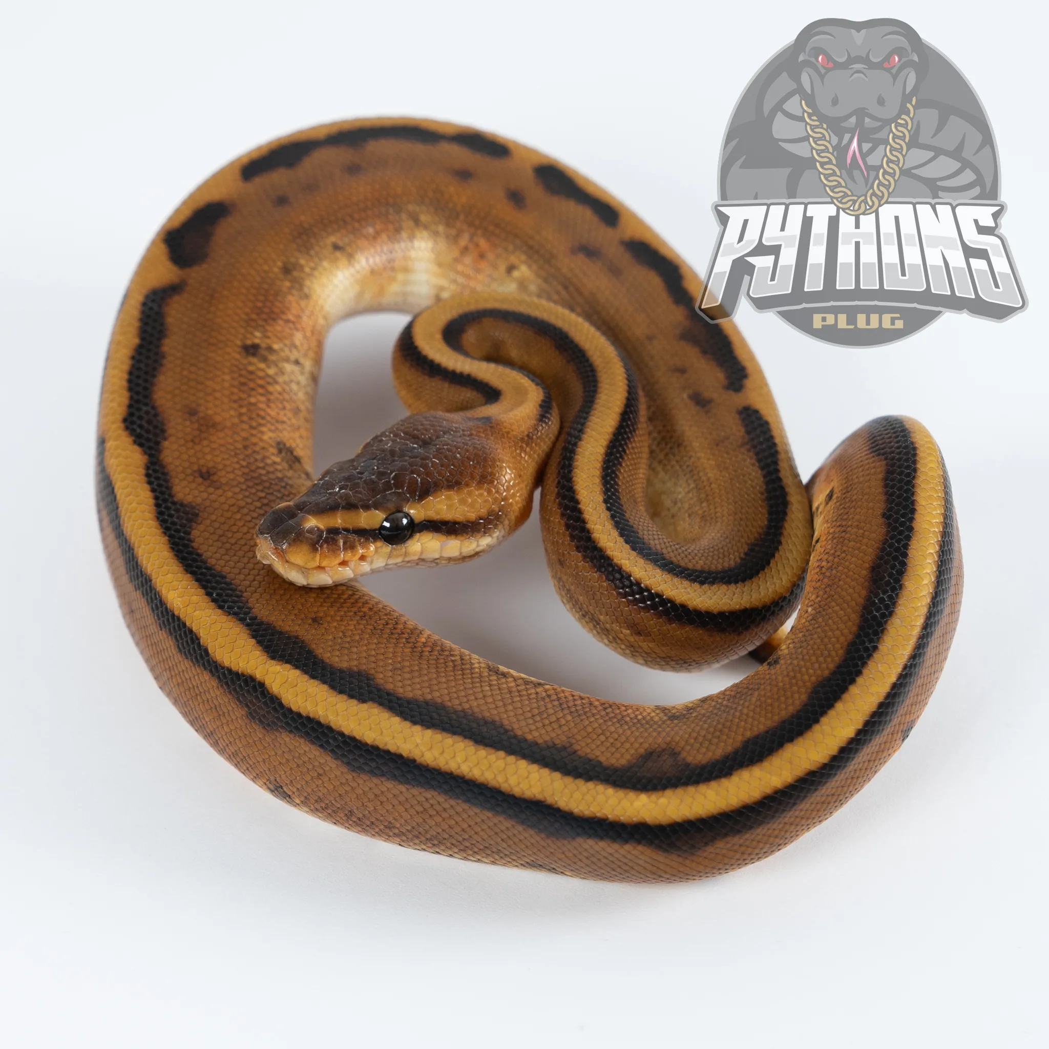 GENETIC STRIPE poss het LAVENDER