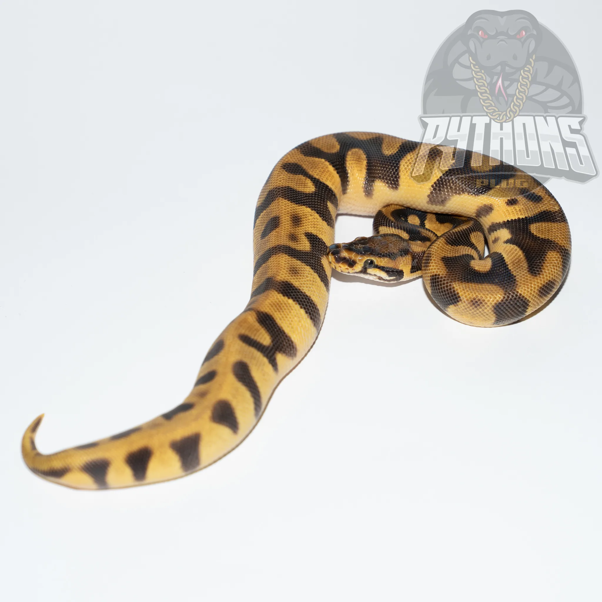 PASTEL ENCHI CONFUSION dh HYPO CLOWN poss CHOCOLATE