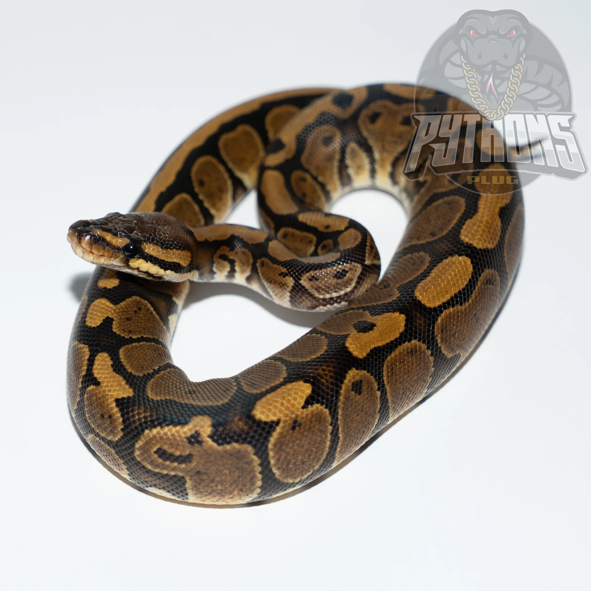 RED STRIPE het HYPO poss het CLOWN
