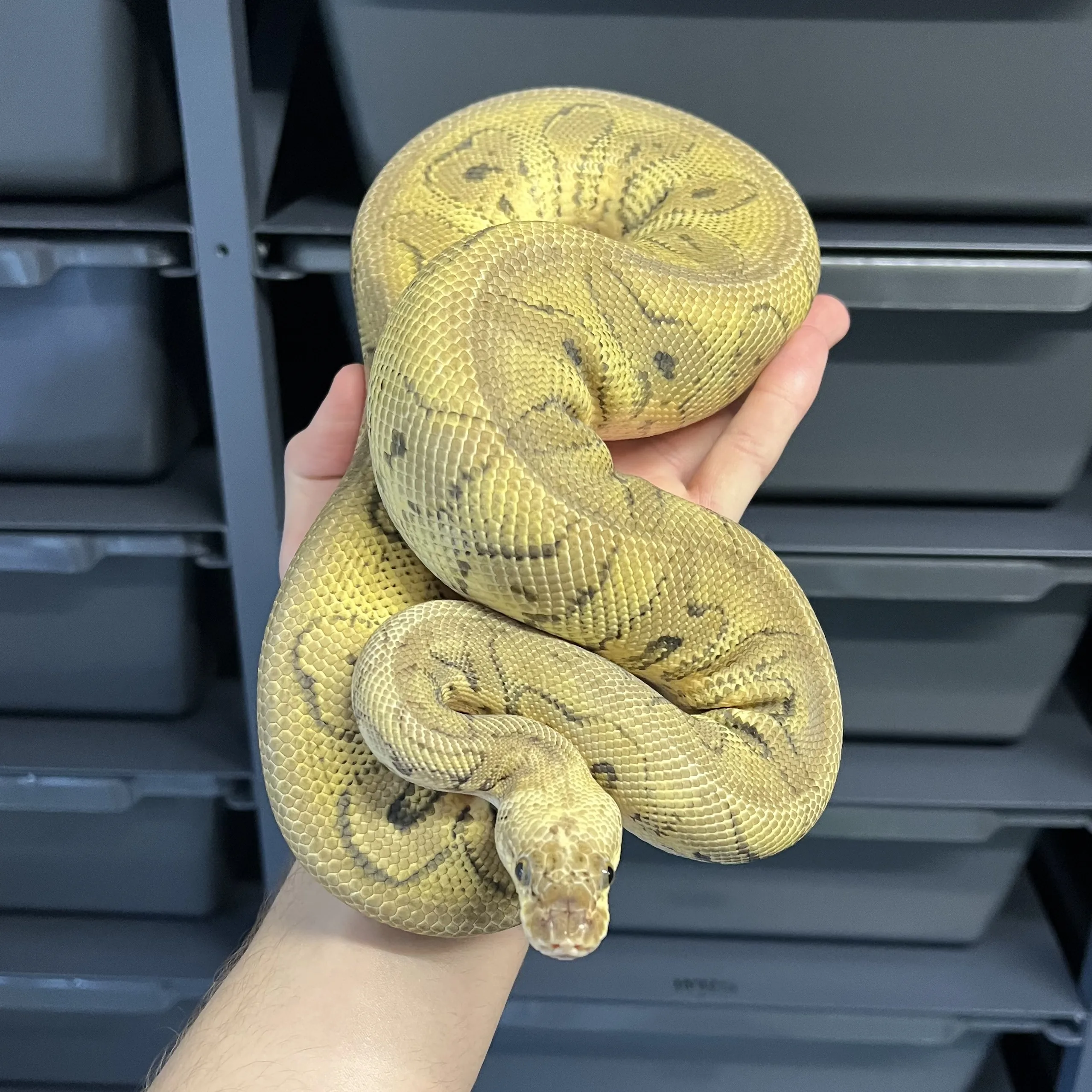 SUPER PASTEL STRANGER CLOWN poss VANILLA