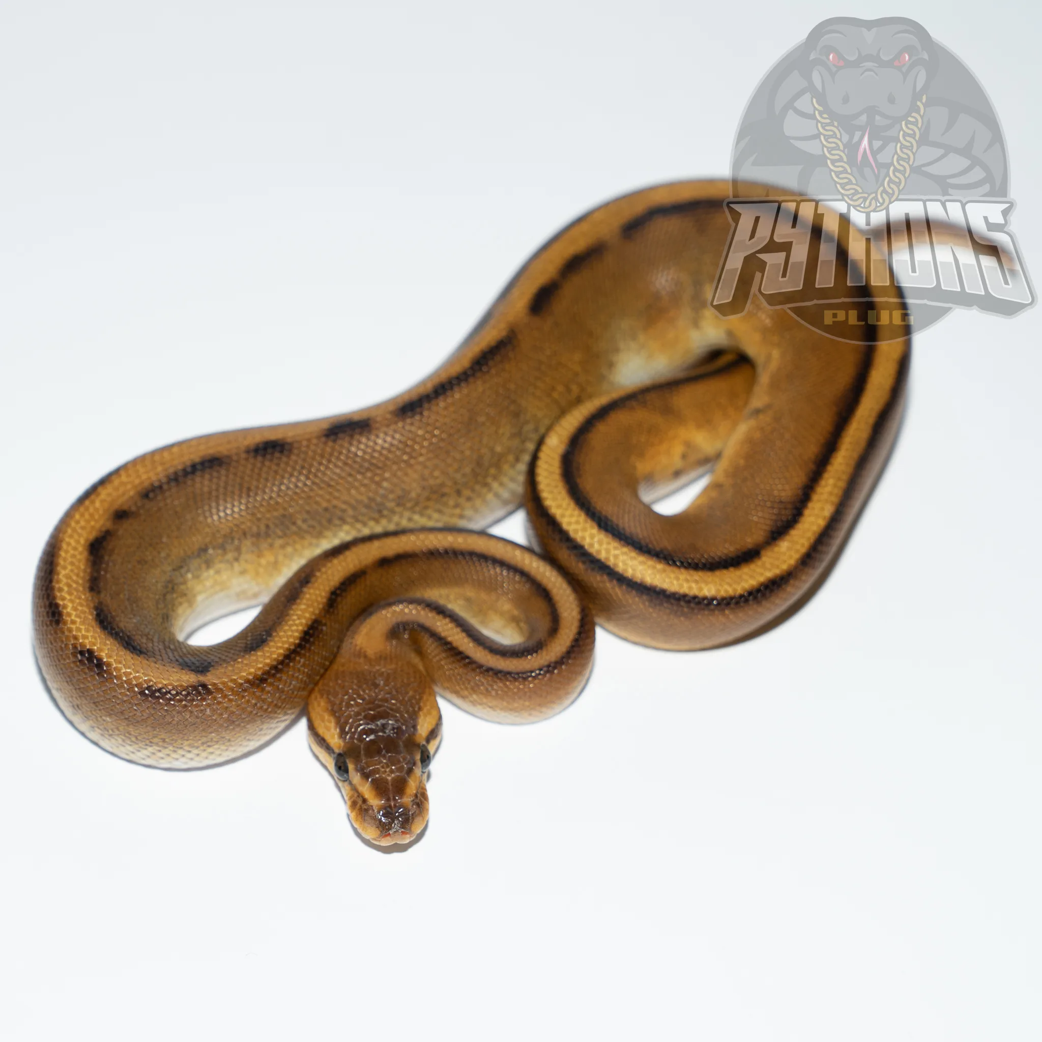 GENETIC STRIPE poss het LAVENDER ALBINO