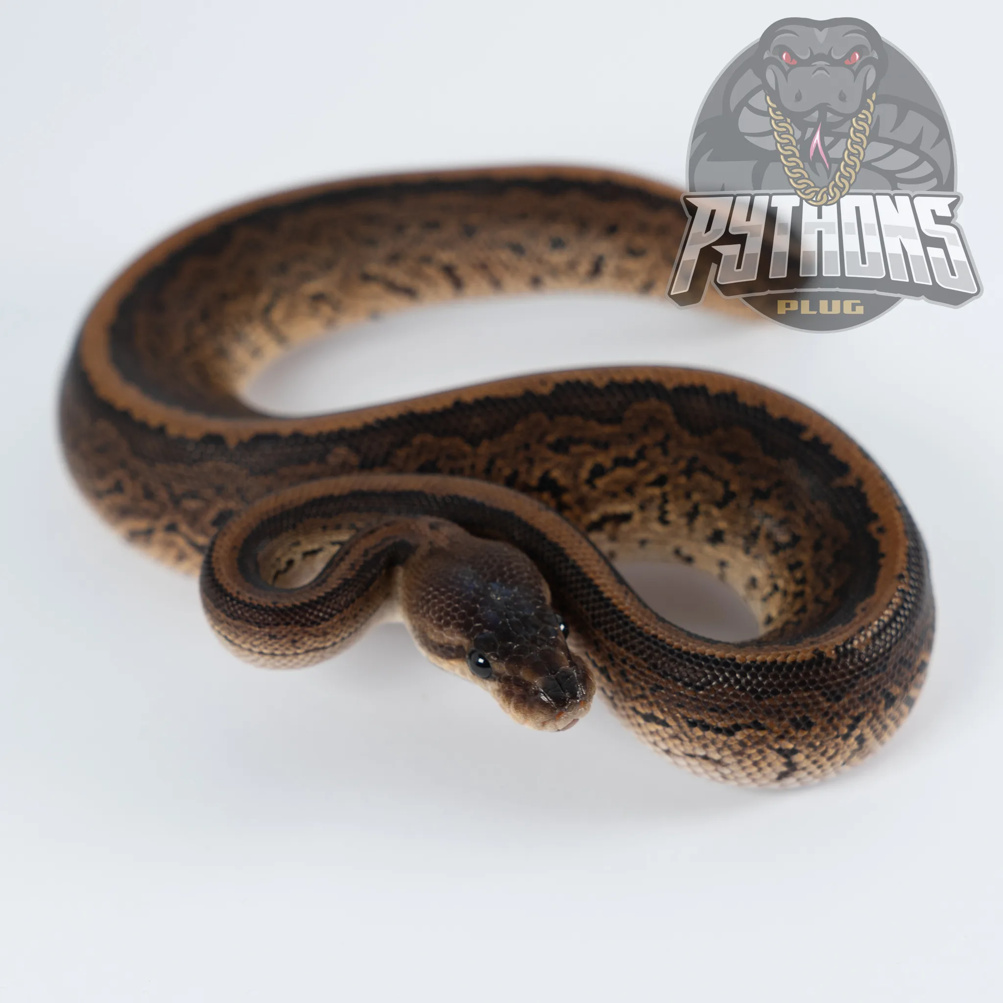 PINSTRIPE BLACK PASTEL BLACK HEAD het HYPO 50% het TSK